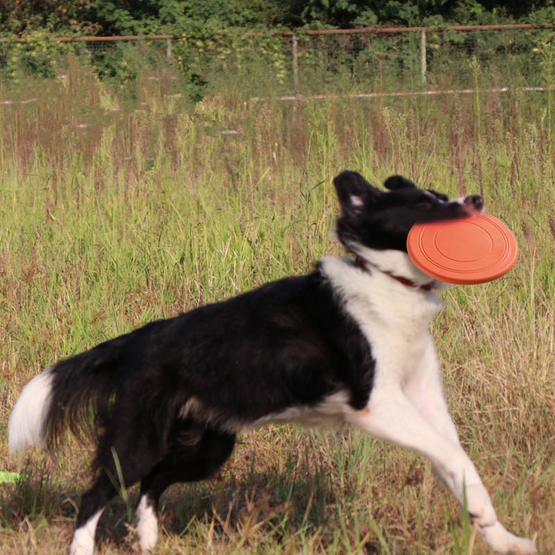 Durable Tear Resistant Pet Fly - Flying Disc Dog Training Toy 评论和价格