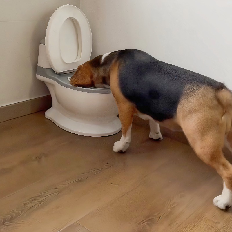 2026 New Funny Creative Shaped - Pet Feeders 评论和价格